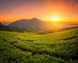 The tea cult, which flourished from the 14th to the end of the 16th century, was calculated to instill humility. Wallpaper Beautiful Tea Garden Hills Sunrise 1920x1200 Hd Picture Image