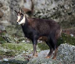 Hd 13:37 future maman est trempé dans les charges de sperme 7445 vues. Chamois Wikipedia