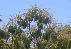 Image result for Terminalia mollis