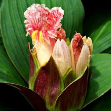 Image result for Costus