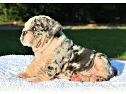 English Bulldog Puppies For Sale English Bulldog Puppies Dogs For Sale In Raleigh North Carol English Bulldog Puppies Bulldog Puppies English Bulldog Breeders
