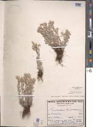 Image result for Vellereophyton dealbatum