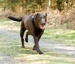 Check spelling or type a new query. How Can I Train My Dog To Go Off Leash