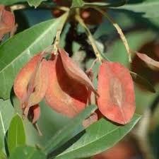 Image result for Terminalia sericea