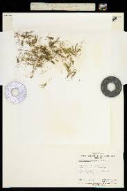 Image result for Hypericophyllum compositarum