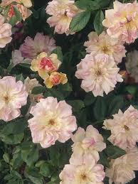 Training A Climbing Rose Climbing Roses Types Of Roses Scent Garden