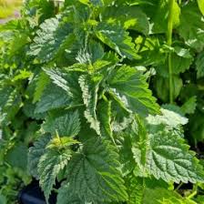 Maybe you would like to learn more about one of these? Kleine Brennessel Urtica Urens Lichtnelke Pflanzenversand