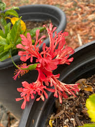 Image result for Hibiscus schizopetalus