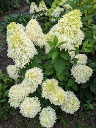Image result for Basella paniculata