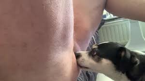 Dog lick tits