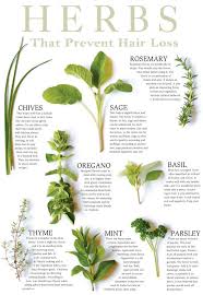 Hair Care Products 16 Miracle Herbs That Prevent Hair Loss