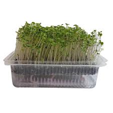 Maybe you would like to learn more about one of these? Buy Ugf Farms Microgreens Starter Kit Soil Less Organic Plant Seeds Garden Cress Online At Best Price Bigbasket