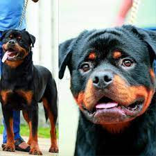 Sri lanka · pets & animals · pets; Rottweiler Puppies Gampaha