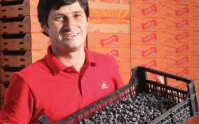 Am asistat la transformarea modului in care lucram, colaboram, invatam, comunicam sau in care reusim sa ne mentinem aproape. Cultura De Afine De La Orastie Judetul Hunedoara Investim In AgriculturÄƒ