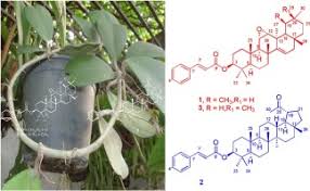 Image result for Eriocoelum microspermum