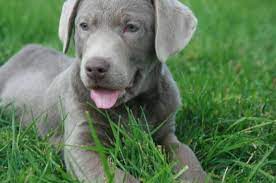 This Is My Next Puppy Silver Lab Puppy Please Don T Tell Cash Lab Puppies Silver Lab Puppies Kittens And Puppies