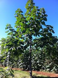 Say goodbye to constant hair loss and bald spots on your head. 2 Year Old Paulownia Elongata Dachwurz Dach Geschichte