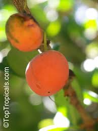 Image result for Garcinia punctata