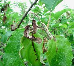 Check spelling or type a new query. Fire Blight Of Fruit Trees Home Garden Information Center
