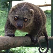 ˈkʌskʌs) adalah nama umum yang diberikan untuk spesies untuk empat genuspossumaustralia. Fauna Australis Pengertian Ciri 15 Contoh Dan Gambarnya
