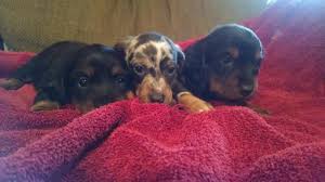 Here are some from nearby areas. Ckc Miniature Dachshund Puppies For Sale In Parkersburg West Virginia Classified Americanlisted Com