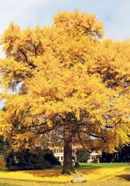 60 more photos view gallery. 11 Trees Ginkgo Biloba Ideas Ginkgo Ginkgo Biloba Ginkgo Biloba Tree