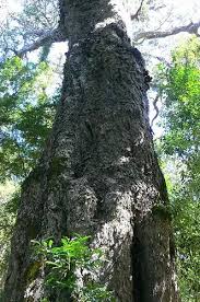 Image result for Afrocarpus falcatus