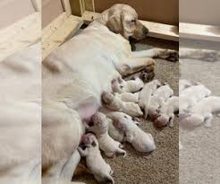 This sporting breed is adept at hunting and retrieving. View Ad Labrador Retriever Litter Of Puppies For Sale Near North Carolina Southmont Usa Adn 194741