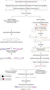 First strand cdna synthesis kits. Sequencing Of First Strand Cdna Library Reveals Full Length Transcriptomes Nature Communications