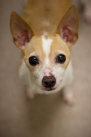 We did not find results for: Rat Terrier Chihuahua Mix Brown And White Pets Lovers