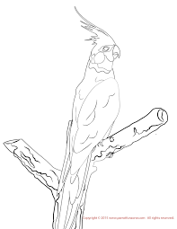We did not find results for: Cockatiel