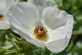 Image result for Argemone