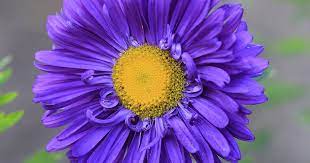 China Aster Cat Safe Plants Dog Friendly Plants Cat Friendly Plants
