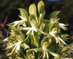 Image result for Bonatea antennifera