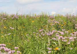 Check spelling or type a new query. Wildflowers Nature Garden Life