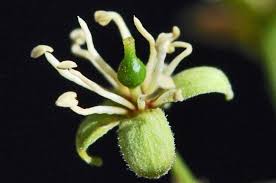 Image result for Boscia filipes