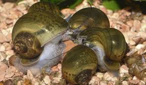 Pin By Storiesofwater Com On What Do Snails Eat What Do Snails Eat Eat Proper Diet