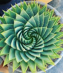 Like all living things, cacti need water to survive. How Often To Water A Cactus Essential Guide Succulent City