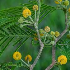 Image result for Acacia fleckii
