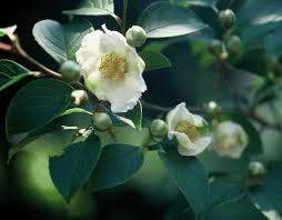 Buy massachusetts tree seeds and grow your own native trees from seed. Japanese Stewartia Stewartia Pseudocamilia Has Mildly Fragrant White Flowers That Bloom In July In Massachusett White Flowers Ornamental Trees Summer Flowers