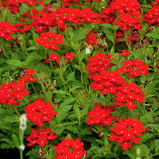 Image result for foto verbena