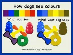 How Dogs See Colors What Dogs Dog Training Obedience Dog Training