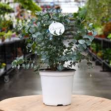 Image result for Eucalyptus