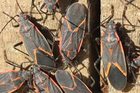 We did not find results for: How To Get Rid Of Boxelder Bugs Wildlife Informer