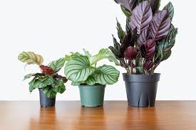 Image result for calathea