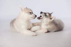 If your dog gets all riled up when you pet him,. How To Stop Your Dog From Play Biting Training Your Dog Dogs Guide