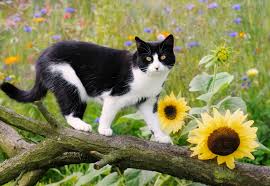 Europaisch Kurzhaar Ekh Katze Charakter Haltung Pflege Zooplus