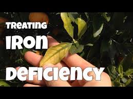 A popular choice as a soil amendment is powdered or granular chelated iron. How To Identify Treat Iron Deficiency In Your Plants Youtube