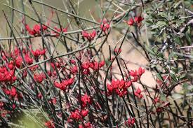 Image result for Cadaba