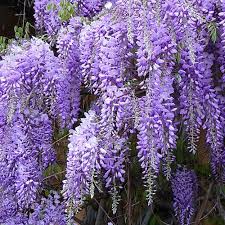 However, this vine is a fast and aggressive grower—often reaching 30+ feet long—and is known to grow quite heavy. Wisteria Blue Chinese Wisteria Emerald Gardens Nursery